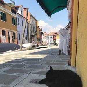 Meet your Posher, Shelby